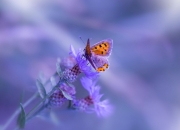 爱游戏APP-费城之矛刺穿天山防线，76人收割新疆，切特如何彻底打爆对手？