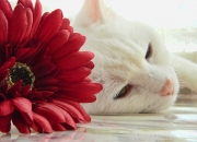 爱游戏世界杯2026-跨界之夜，当NBA季后赛的喧嚣遇见哈兰德的火热