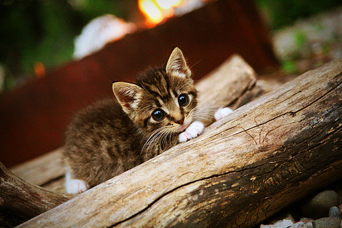 跨界称王,从公牛速胜到欧冠决赛接管,小贾伦的双面传奇