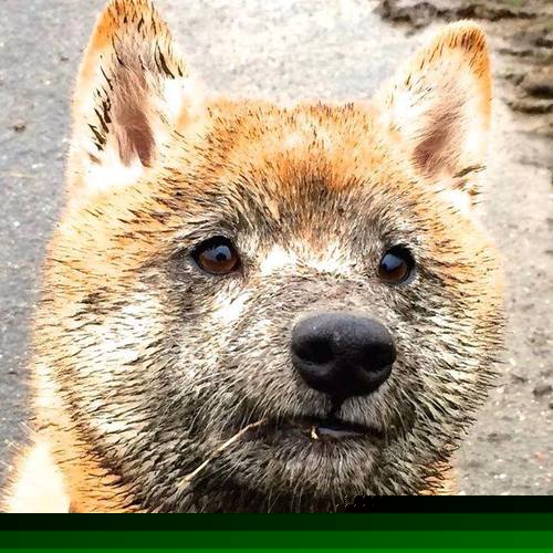 势不可挡的英格拉姆与雄鹿掀翻勇士,新一代的崛起与旧王朝的震荡