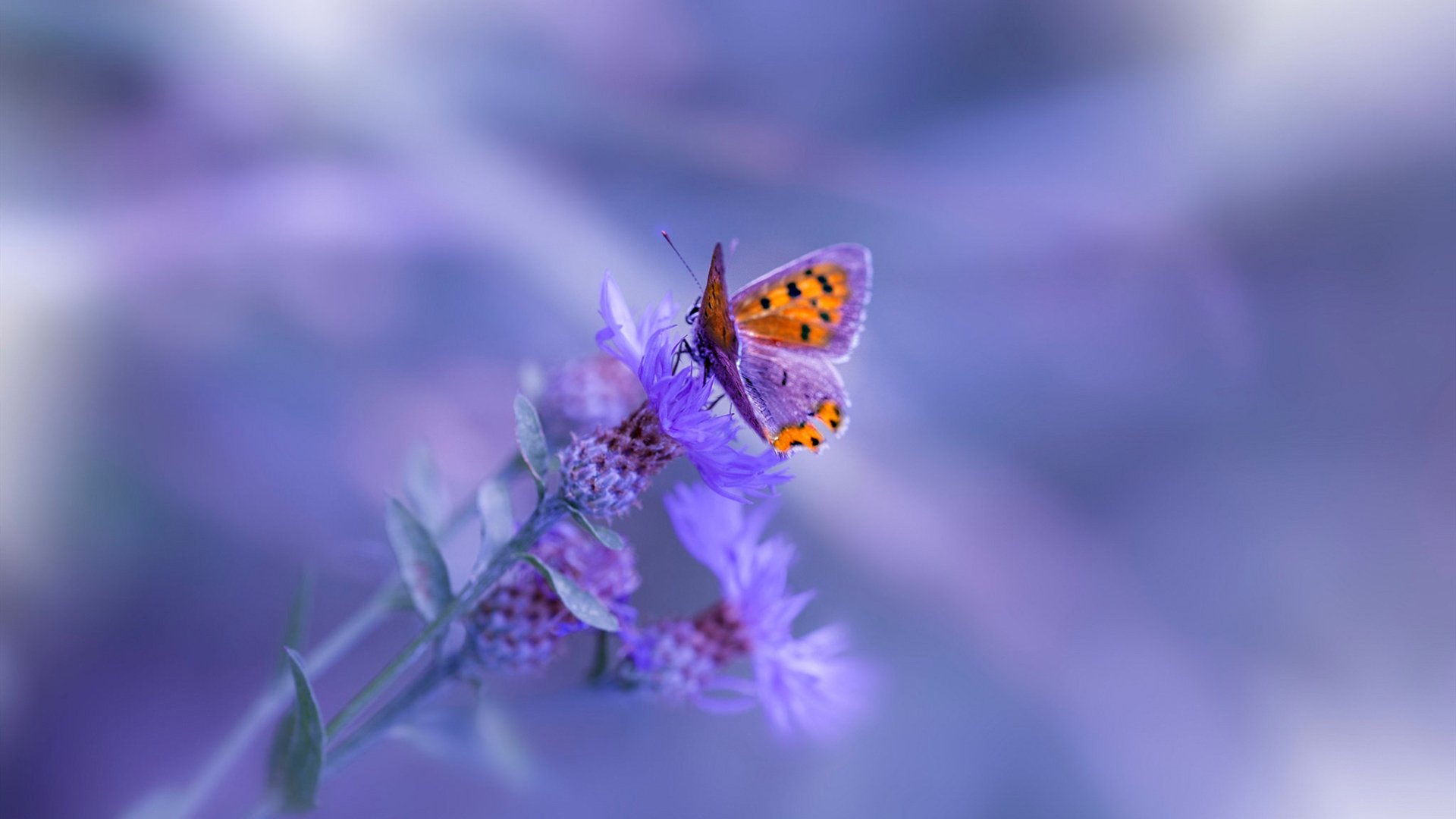 费城之矛刺穿天山防线,76人收割新疆,切特如何彻底打爆对手?