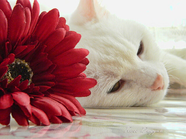 跨界之夜,当NBA季后赛的喧嚣遇见哈兰德的火热