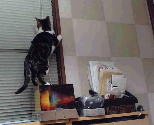 戈贝尔式爆发与热火式掌控,从NBA到CBA的胜利哲学